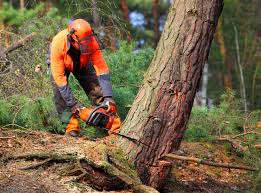 Best Residential Tree Removal  in Elba, AL