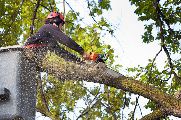 Best Tree Risk Assessment  in Elba, AL