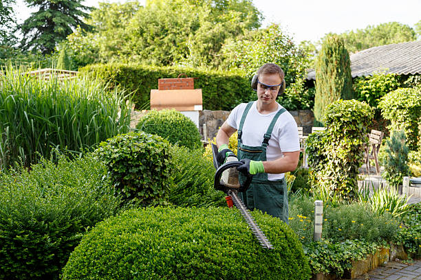 Best Lawn Grading and Leveling  in Elba, AL