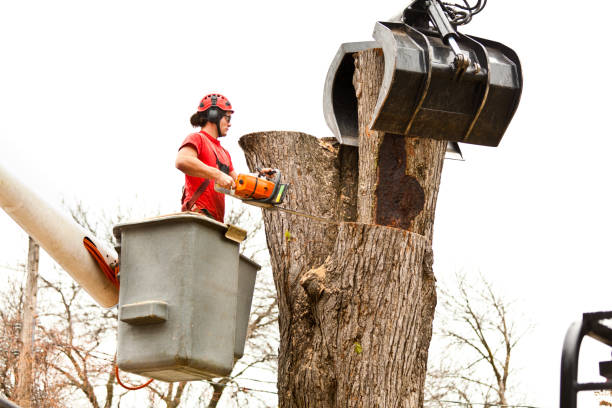 Best Tree Mulching  in Elba, AL